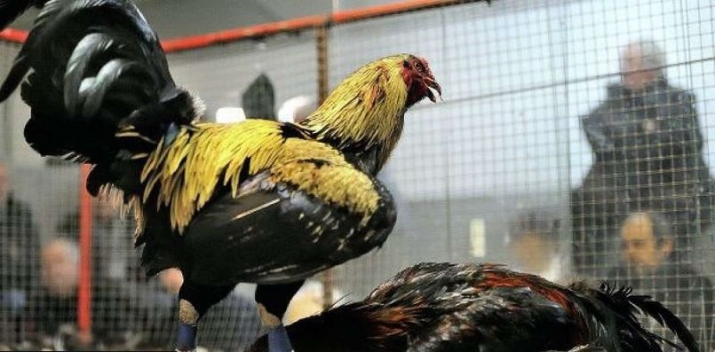 Các giống gà thường gặp trong đá gà chuyên nghiệp